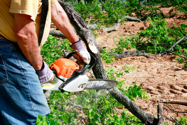 The Steps Involved in Our Tree Care Process in Galesburg, MI